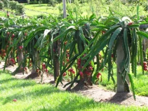 Dragon Fruit Farming in India: A Profitable Opportunity with Growing Demand